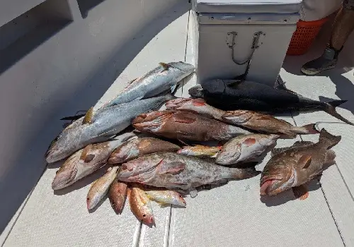 A big pile of fish caught after a successful trip Inshore Fishing in St. Petersburg FL