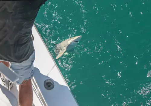 The side of a ship with a fisherperson pulling in a shark during Shark Fishing in St. Petersburg FL with The Reel Charters