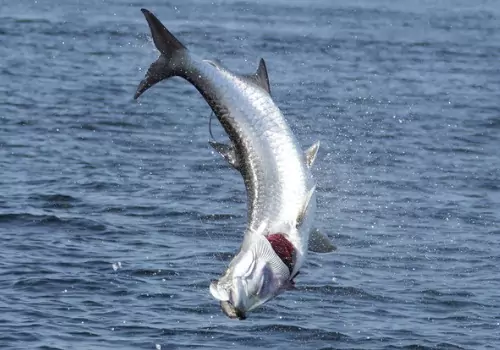 A tarpon jumping out of the air while Tarpon Fishing in St. Petersburg FL