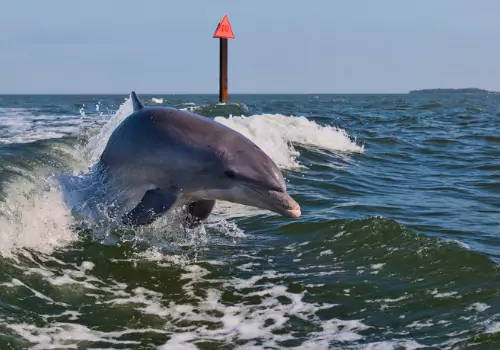 A dolphin seen off the coast of St. Pete Beach during Dolphin Tours with the Reel Charters