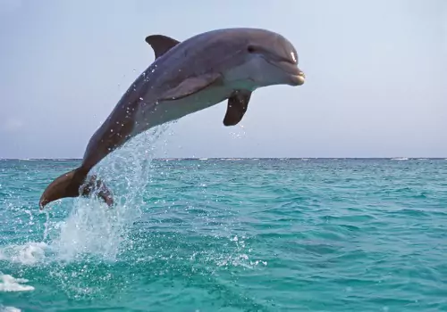 A dolphin jumping out of the water during Dolphin Tours with the Reel Charters in St. Petersburg FL